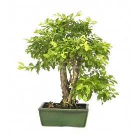 Exclusive bonsai Durantha repens aurea 19 years. Duranta or Geisha Girl