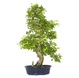 Exclusive bonsai Durantha repens aurea 20 years. Duranta or Geisha Girl