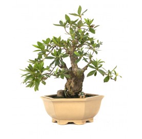 Exclusive bonsai Rhododendron sp. 22 years. Azalea