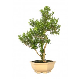 Exklusive Bonsai Buxus harlandii 18 Jahre. Indonesischer Buchsbaum