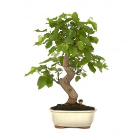 Exclusive bonsai Morus sp. 12 years. Mulberry tree