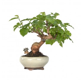 Exclusive bonsai Morus sp. 16 years. Mulberry tree
