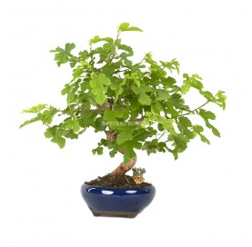 Exklusive Bonsai Morus sp. 14 Jahre. Maulbeerbaum