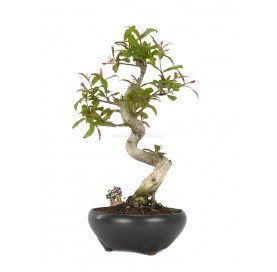 Exclusive bonsai Punica granatum nejikan 16 years. Dwarf pomegranate