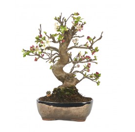 Exclusive bonsai Malus sp. 24 years. Crab Apple or Apple tree