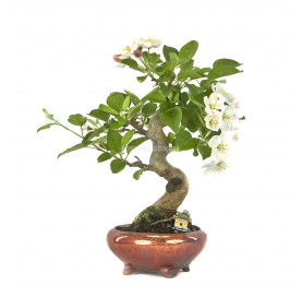 Exclusive bonsai Malus sp. 17 years. Crab Apple or Apple tree