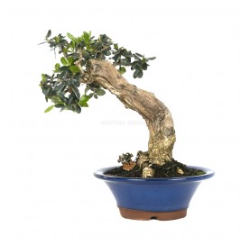 Exclusive bonsai Olea europaea sylvestris 22 years. Wild olive tree 