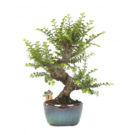 Exclusive bonsai Ulmus parvifolia 19 years. Chinese Elm