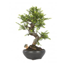 Exclusive bonsai Ulmus parvifolia 20 years. Chinese Elm