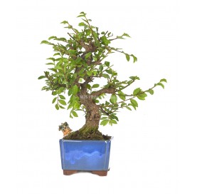 Exklusive Bonsai Ulmus parvifolia 18 Jahre. Chinesische Ulme