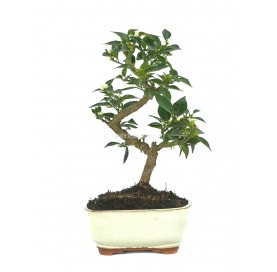 Citrus myrtifolia. Bonsai 8 Jahre. Chinotto.