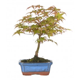 Acer palmatum deshojo. Bonsai 7 years. Japanese Red Maple.