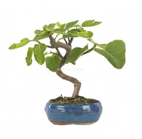 Ficus carica. Bonsai 7 years. Fig tree.