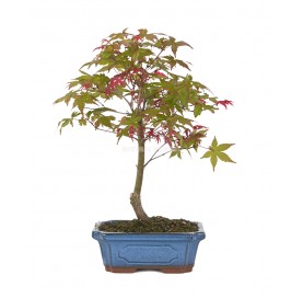 Acer palmatum deshojo. Bonsai 9 years. Japanese Red Maple