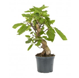 Ficus carica. Prebonsai 12 Jahre. Feigenbaum