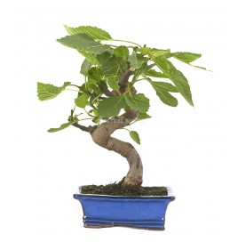 Ficus carica. Bonsai 10 Jahre. Feigenbaum.