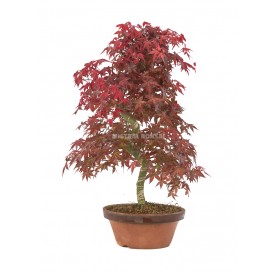 Acer palmatum deshojo. Bonsai 20 years. Japanese Red Maple