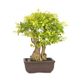 Exclusive bonsai Durantha repens aurea 19 years. Duranta or Geisha Girl