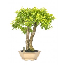 Exclusive bonsai Durantha repens aurea 21 years. Duranta or Geisha Girl