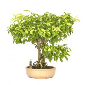 Exclusive bonsai Durantha repens aurea 18 years. Duranta or Geisha Girl