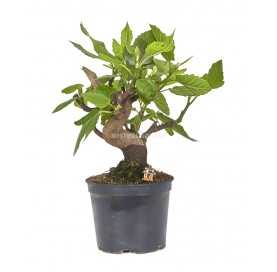 Exclusive pre-bonsai Ficus carica 14 years. Fig tree