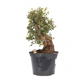 Pré-bonsaï exclusif Quercus suber 15 ans. Chêne-liège