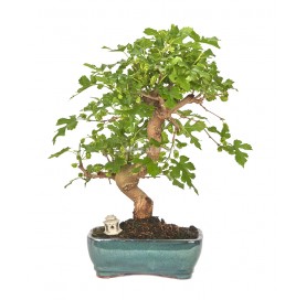 Exklusive Bonsai Morus sp. 14 Jahre. Maulbeerbaum
