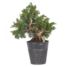 Exclusive Pre-bonsai Juniperus chinensis kyushu 21 years. Chinese juniper or Needle juniper