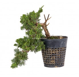 Exclusive bonsai Juniperus chinensis kyushu Pre21 years. Chinese juniper or Needle juniper