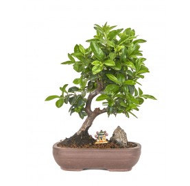 Exclusive bonsai Pyracantha 14 years. Firethorn