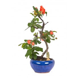 Exclusive bonsai Chaenomeles sp. 14 years. Japanese flowering quince