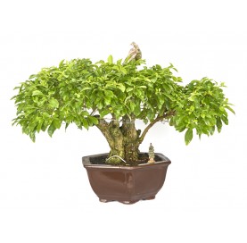 Exclusive bonsai Durantha repens aurea 25 years. Duranta or Geisha Girl