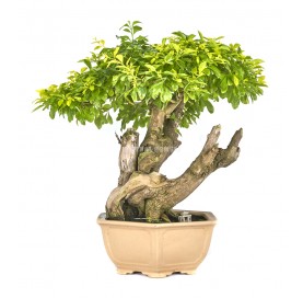 Exclusive bonsai Durantha repens aurea 22 years. Duranta or Geisha Girl