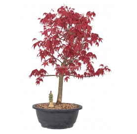 Exclusive bonsai Acer palmatum deshojo 18 years. Japanese Red Maple