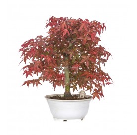 Exclusive bonsai Acer palmatum deshojo 17 years. Japanese Red Maple