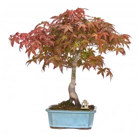 Bonsái exclusivo Acer palmatum deshojo 17 años. Arce japonés palmeado