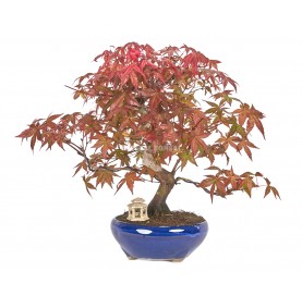 Exclusive bonsai Acer palmatum deshojo 19 years. Japanese Red Maple