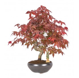 Exclusive bonsai Acer palmatum deshojo 19 years. Japanese Red Maple