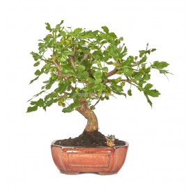 Exclusive bonsai Morus sp. 14 years. Mulberry tree