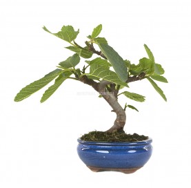 Ficus carica. Bonsai 7 years. Fig tree