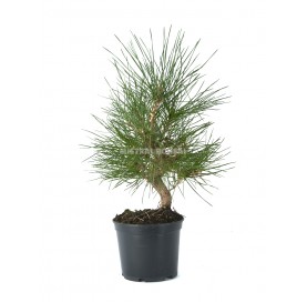 Pinus thunbergii. Prebonsai 9 Jahre. Japanische Schwarzkiefer