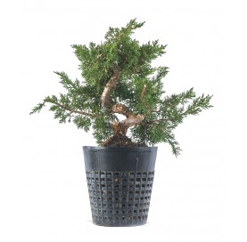 Juniperus chinensis kyushu. Prebonsai 20 years. Chinese juniper or Needle juniper.