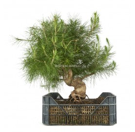 Pinus halepensis. Prebonsai 23 years in growing box. Aleppo pine.