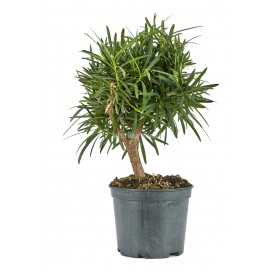 Podocarpus microphyllus. Prebonsai 9 years. Buddhist pine