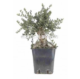 Olea europaea. Prebonsai 21 years. Olive tree