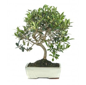 Olea europaea. Bonsai 10 years. Olive tree.