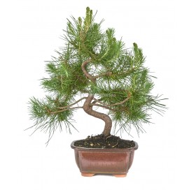 Pinus halepensis. Bonsai 8 years. Aleppo pine.