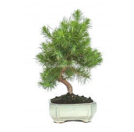 Pinus halepensis. Bonsai 7 years. Aleppo pine.