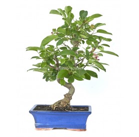 Malus sp. Bonsai 12 years. Crabapple or Appletree.