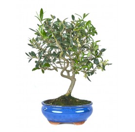Olea europaea. Bonsai 9 years. Olive tree.